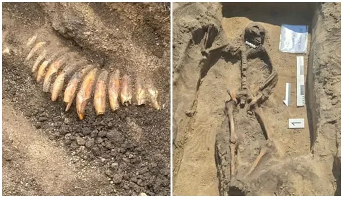 Naszyjnik z 42 zębów i dwie czaszki. Niezwykły grób sprzed 5 tysięcy lat odkryty pod Wrocławiem
